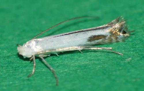 Lyonetia clerkella